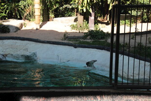 围栏内的户外泳池景观