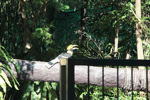 枝头小鸟栖于围栏旁