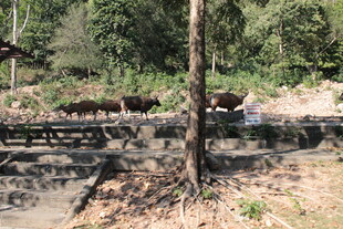 森林中饮水的牛群