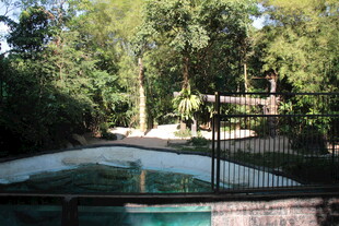 户外泳池旁的静谧树林