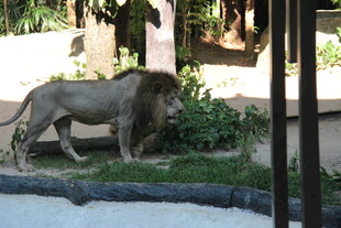 动物园中站立的雄狮