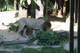 动物园中漫步的雄狮