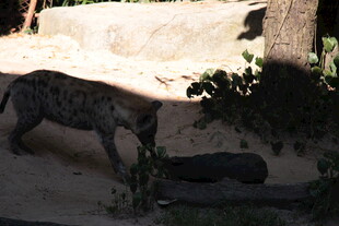 沙漠中的神秘猫科动物