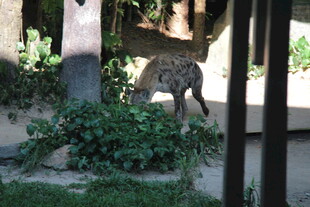 动物园中站立张望的野生动物