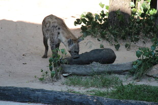 鬣狗嗅闻地上物体
