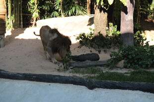 狮子在户外低头嗅闻地面