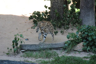 猎豹于户外环境中奔跑