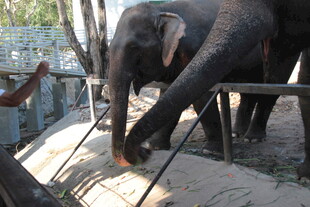 大象在围栏内伸手取物