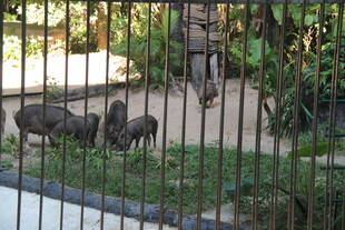 动物园中围栏内的几只猴子