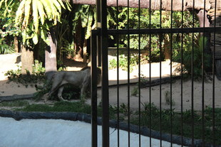 动物园内笼中的狮子