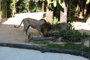 动物园中狮子低头嗅闻植物