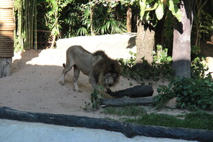 动物园中漫步的狮子
