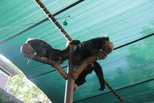 树上的两只猴子