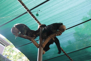 挂绳上的两只黑猩猩