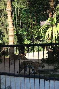 透过栏杆看绿植景观