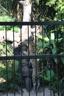 铁艺围栏后的绿植景观