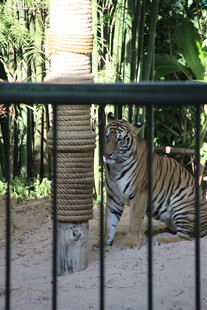 铁栏后的斑斓老虎