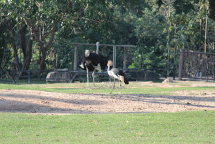 草地上玩耍的黑白奶牛