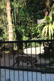 阳台外的绿植景观