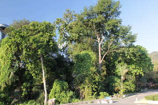 路边葱郁树林景观