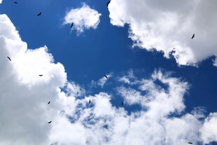 蓝天飘白云飞鸟