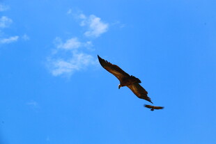 蓝天中翱翔的雄鹰