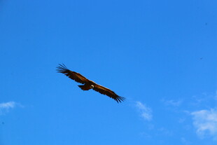 蓝天中翱翔的雄鹰