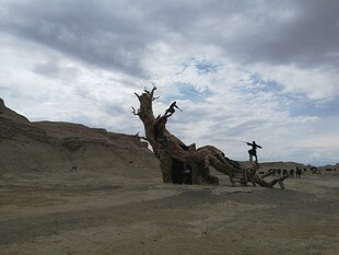 沙漠枯树旁的探险身影