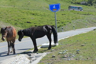 路边两匹马