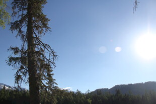 阳光下的山林树木景色