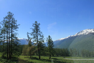 山间松林与远处雪山美景