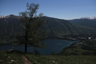 山间湖畔孤树美景