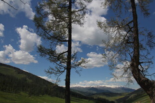 山间挺拔树木与蓝天白云