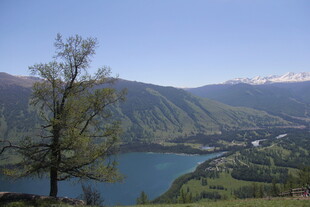 湖畔孤树与远山美景