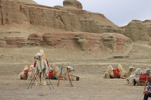 沙漠中的骆驼队