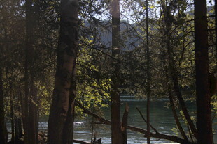 森林中的静谧湖水景色