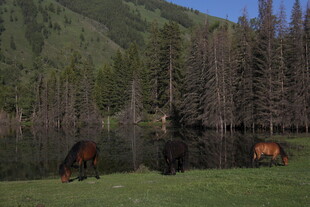草原上的马匹与山林美景