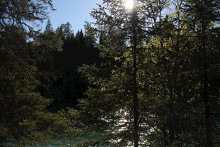 林间阳光洒落的静谧景致