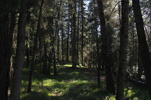 阳光洒落的静谧森林