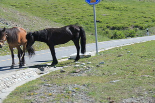 路边两匹马