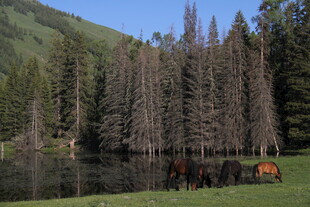 草原湖畔的马匹与树林