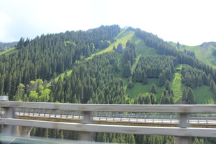 山间公路旁的葱郁山林