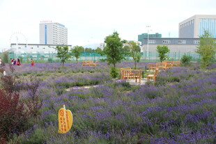 城市中的紫色花卉景观