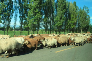 公路上的羊群大迁徙