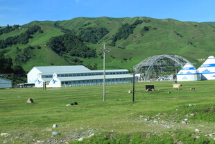 草原上的白色建筑与牛群