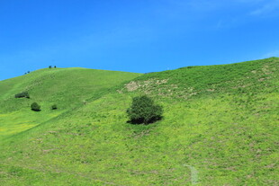 翠绿山坡上的孤树