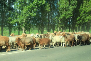 公路上的牛羊群