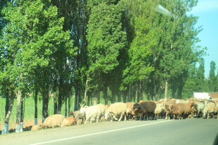 公路上的羊群穿行景象