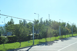 道路旁绿树成荫的景致