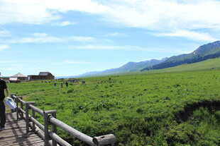 草原木栈道风景